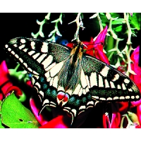 English Swallowtail machaon britannicus 15 eggs or 10 larvae